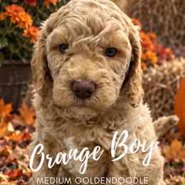 Orange Boy - Apricot male Goldendoodle puppy in Travelers Rest, South Carolina from Bailey Mountain Doodles
