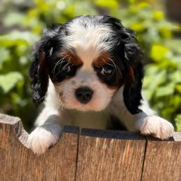 Happy - Tri-color male Cavalier King Charles Spaniel puppy in California from Tinkerpups