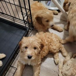 Goldendoodles from Maggie's Mini Doodles