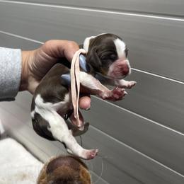 Blush girl - Tri-Roan female English Springer Spaniel puppy in Fairfield, California from Goldridge Springers