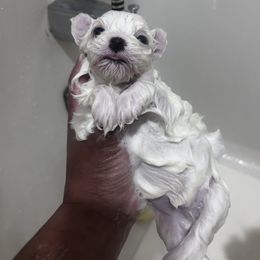 Leo - White male Maltese puppy in Harahan, Louisiana from Babes Little Babies