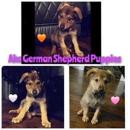 Light Pink - Sable female German Shepherd puppy in Willoughby, Ohio from WolfPackk