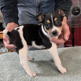 Pep - White black and tan male Rat Terrier puppy in Gonzales, Texas from Sunshine Deckers