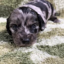 Blackberry(2300) - Dapple male Dachshund puppy in Mansfield, Missouri from Owens Farm