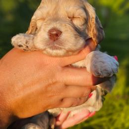 Windy - Cream female Cockapoo puppy in Indiahoma, Oklahoma from Phamily Doodles