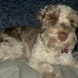 Ellie - Parti female Miniature Schnauzer puppy in Troutdale, Oregon from Krystle's Miniature Schnauzers