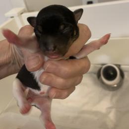 Toy Fox Terrier Puppies from Threlfall’s TFT’s