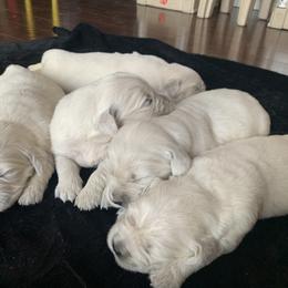 Golden Retriever Puppies from Mountain Valley Retrievers