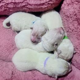 Girl 1 - White female Samoyed puppy in Downey, Idaho from Seven Diamond Samoyeds