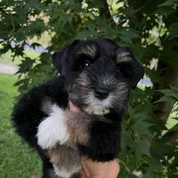 Jasmine - Black and silver female Miniature Schnauzer puppy in Grayson, Kentucky from Seventh Heaven Schnauzers
