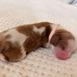 Sky - Blenheim female Cavalier King Charles Spaniel puppy in Katy, Texas from True Heart Cavaliers llc