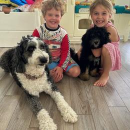 Gypsy - Aussiedoodle