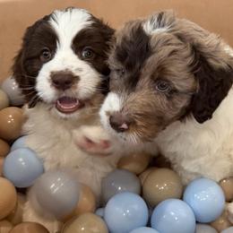 Karen - Parti female Goldendoodle puppy in Arizona from Coats of Many Colors LLC