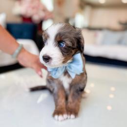 Scooby - Chocolate merle male Bernedoodle puppy in Ontario, California from Teddy Doodles & Standard Poodles