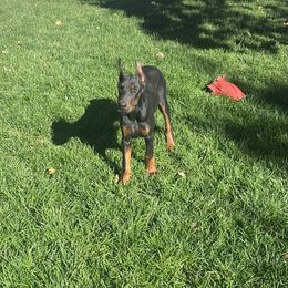 Milo - Black and rust Doberman Pinscher puppy in Aurora, Colorado from Davis Doberman Pinschers