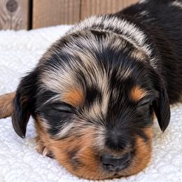 Patrick - Black and tan male Dachshund puppy in Warm Springs, Arkansas from Seven Hills Arkansas