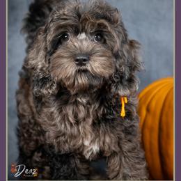 Haunt - Merle male Cockapoo puppy in Connersville, Indiana from Deaz Doodle Ranch