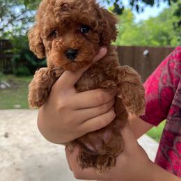 Coco - Red  female Poodle puppy in Fort Worth, Texas from Mama's Adorable Poodles