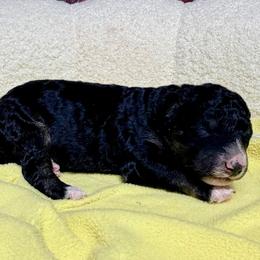 Girl 3 - female Australian Mountain Doodle puppy in Blue Springs, Missouri from Jeanie’s Doodles