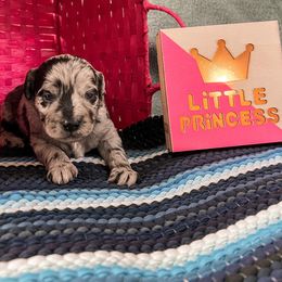 Goldendoodle Puppies from The Dood Effect