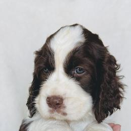 Cheyenne - Liver and white female English Springer Spaniel puppy in Casa Grande, Arizona from The Spaniel Garden