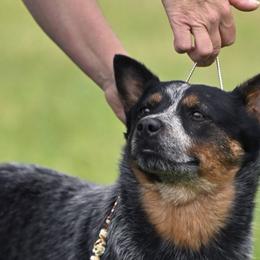 Anja - Australian Cattle Dog