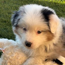 John - Blue merle male Australian Shepherd puppy in Tucson, Arizona from Imagine Australian Shepherds