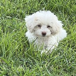 Opal - Parti female Poodle puppy in Lawrenceburg, Tennessee from LUV Poodles and Maltipoos