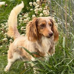 Laydon - Dachshund