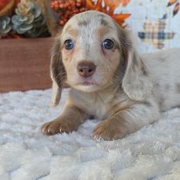6,000... Lou Lou - Fawn (isabella) and cream female Dachshund puppy in Winter Haven, Florida from Gateway 2 Little Paws