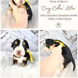 Fern - female Australian Mountain Doodle puppy in Grand Rapids, Michigan from The Kindred K9