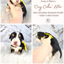 Fern - female Australian Mountain Doodle puppy in Grand Rapids, Michigan from The Kindred K9