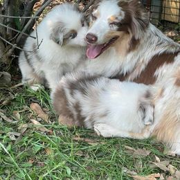 Australian Shepherd Puppies from Dream E River Ranch