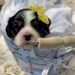 Brie - Tri-color female Cavalier King Charles Spaniel puppy in El Dorado Springs, Missouri from Cavish's Missouri Cavaliers, Cavapoos, and Miniature Poodles