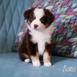 Australian Shepherd, Miniature American Shepherd, Miniature Australian Shepherd, and Toy Australian Shepherd Puppies from Painted Blue Aussies