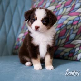 Australian Shepherd, Miniature American Shepherd, Miniature Australian Shepherd, and Toy Australian Shepherd Puppies from Painted Blue Aussies