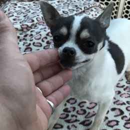 Cambridge - Chihuahua