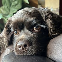 Cocker Spaniel All Grown Up from Once Upon a Time Cockers