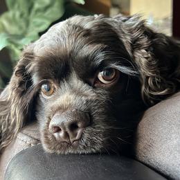 Cocker Spaniel All Grown Up from Once Upon a Time Cockers