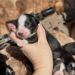 Colt - Black tri male Miniature Australian Shepherd puppy in Queen Creek, Arizona from Arizona Aussies