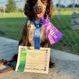 Thunder - English Springer Spaniel
