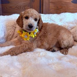Francheska - Apricot female Poodle puppy in Fountain, Florida from Silva Royale Standard Poodles
