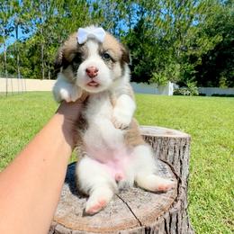 Sugar - Red and white female American Corgi puppy in Florida from Sunrise Corgis