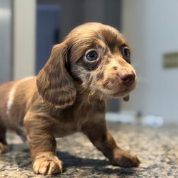 Blue Eyes Chocolate Dapple Male - Dapple male Dachshund puppy in Horizon City, Texas from Micah's Minis
