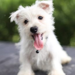 Wellington - White male West Highland White Terrier puppy in Mount Joy, Pennsylvania from K&M Kennel