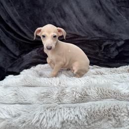 Spotify - Fawn male Italian Greyhound puppy in Wilkes Barre, Pennsylvania from Laraz Pupz