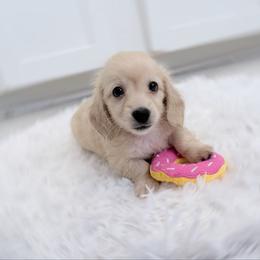 Willow perfect health check up - Cream female Dachshund puppy in Richmond, Virginia from Irresistible Dachshunds & Cavaliers