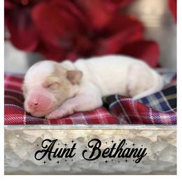 Aunt Bethany - Apricot female Australian Labradoodle puppy in Gladstone, Oregon from Beaver State Labradoodles