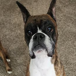 Boxer All Grown Up from Halo Boxers