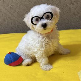 Tiny - Orange - White and apricot male Bichon Frise puppy in 63101 (St. Louis Metro Area), Missouri from BichonSTL